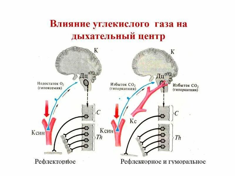 Схема нервной регуляции. Схема регуляции дыхания физиология. регуляция дыхания дыхательный центр. рефлекторная регуляция дыхания схема. дыхательный центр регуляция дыхания схема.