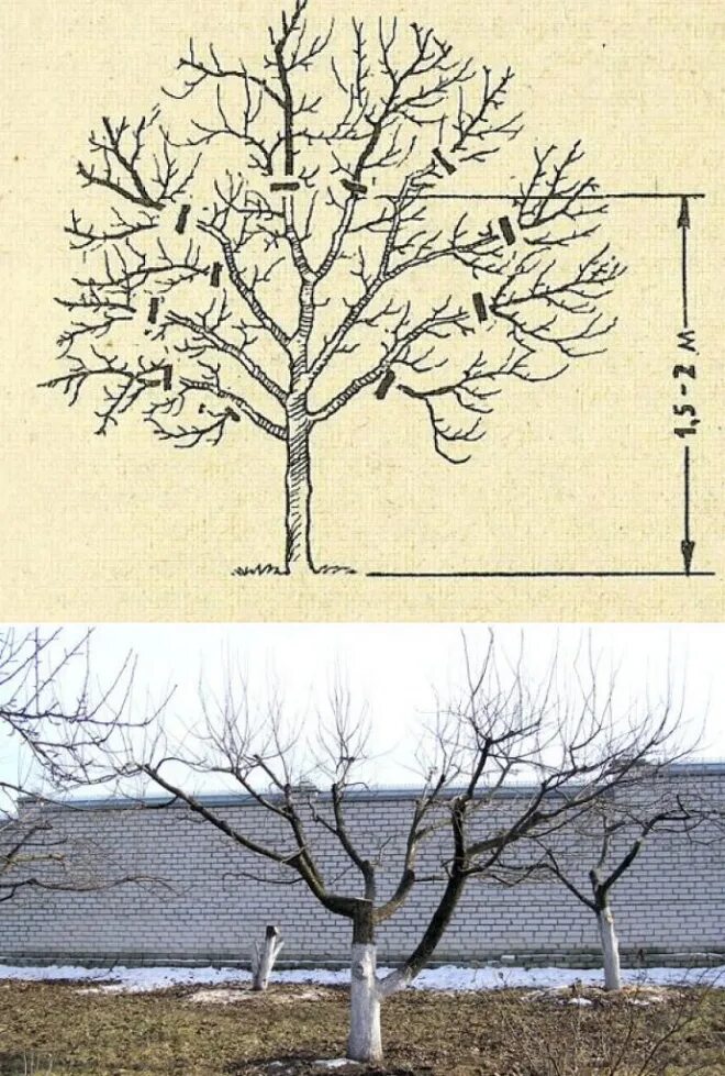 Подрезка яблонь весной схема. Схема обрезки плодовых деревьев осенью. Формировка кроны яблони осенью. Формировка кроны яблони. Развитие яблони