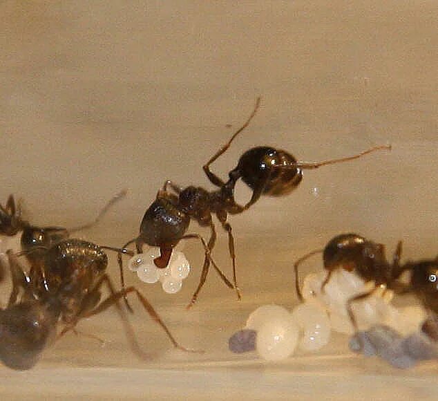 Какое развитие у муравьев. Яйца муравьев Messor. Личинка муравья жнеца. Пакет яиц Messor structor.