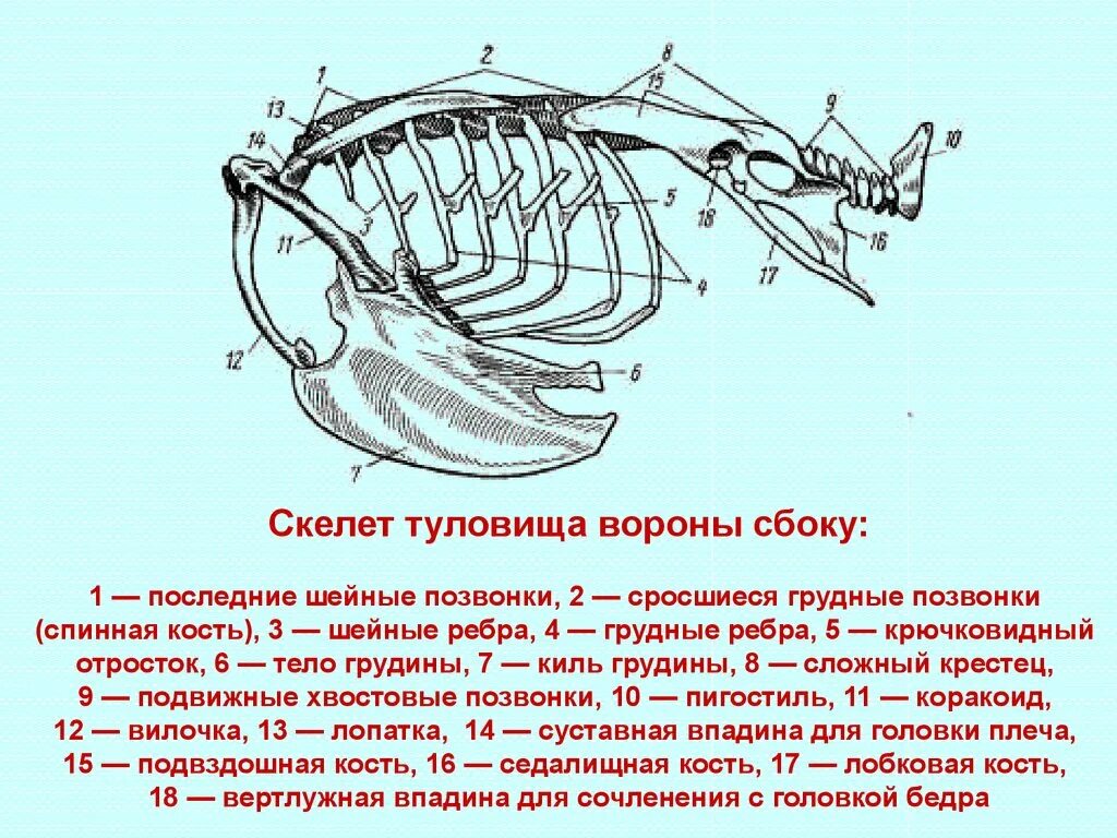 Что такое вилочка у птиц. Строение скелета вороны. Скелет птицы ворон. Скелет туловища голубя. Скелет туловища птицы сбоку.