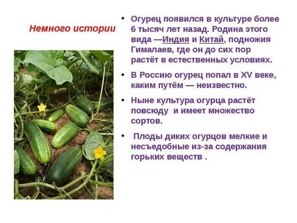 Интересное сообщение о культурном растении