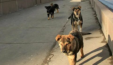 Есть город собак