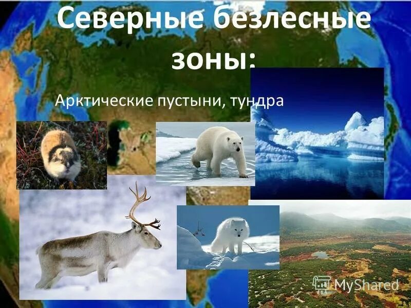 Тест северные безлесные зоны 8 класс