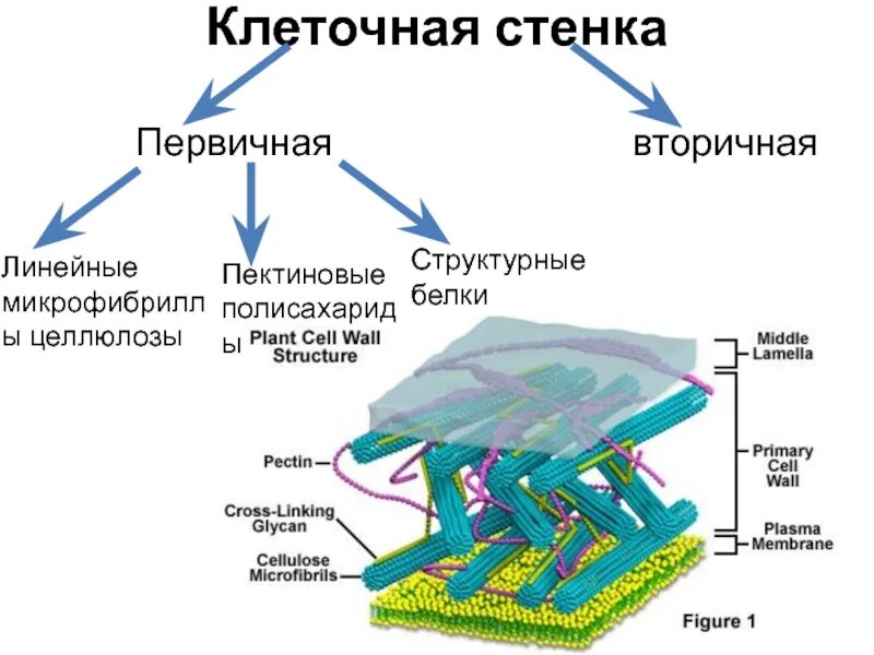 Состав первичной клеточной стенки растений. Структура клеточной стенки растений. Строение первичной и вторичной клеточной стенки. Первичная клеточная оболочка строение.