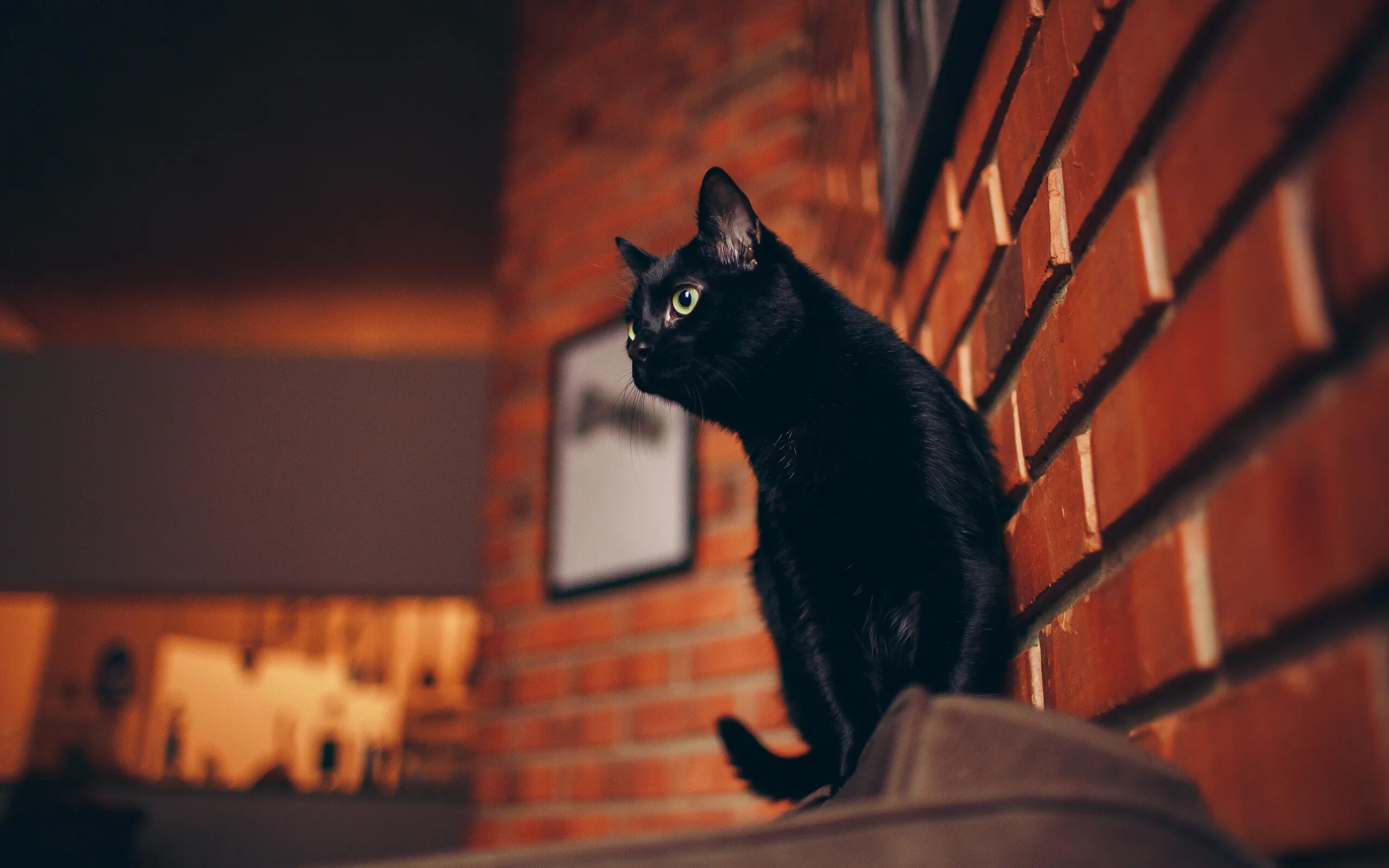 Черная кошка. Черные коты. Черный кот в доме. Черный кот сидит. Грациозная кошка