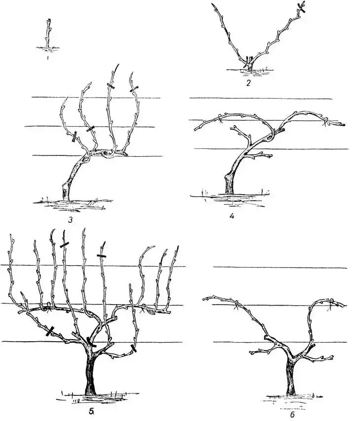 Формировка винограда весной. Схемы формировки куста винограда. Схема осенней обрезки винограда. Формировка куста Гюйо. Обрезают ли виноград весной