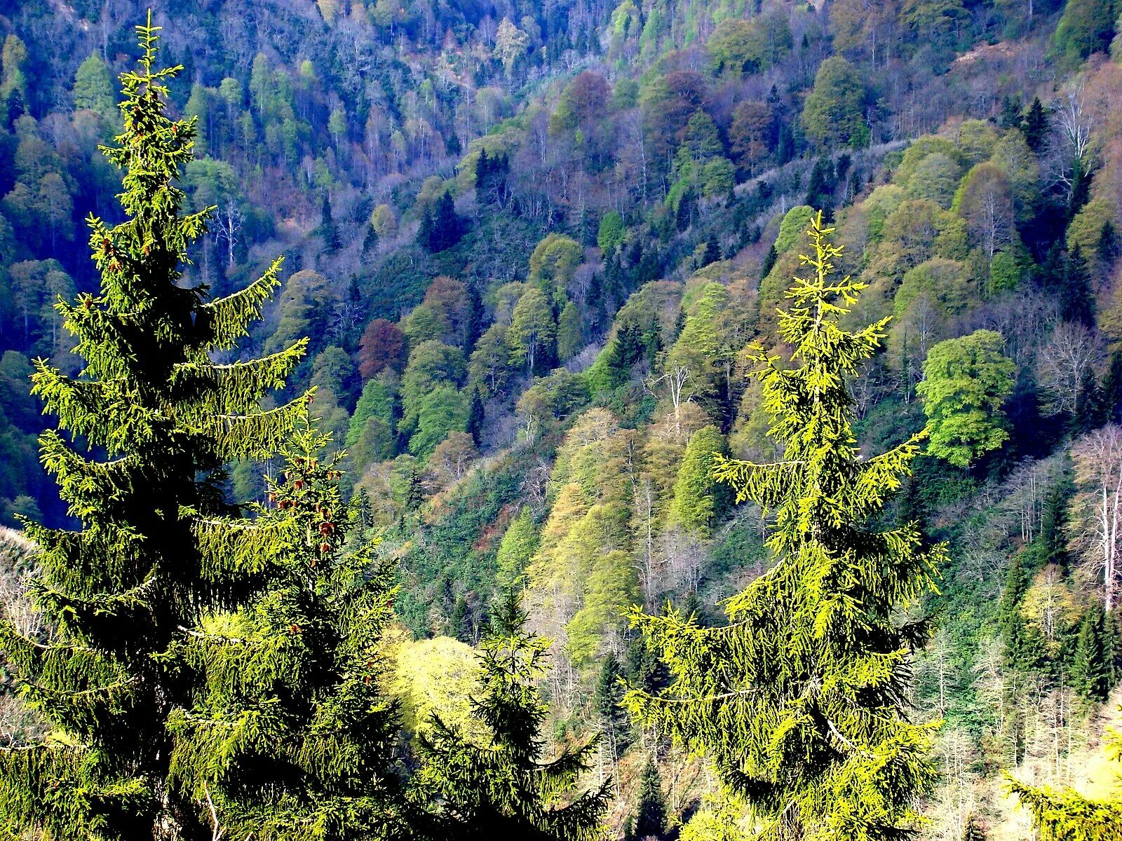 Рота орман. Лес. Хвойные леса в Турции. Хвойные деревья на склоне. Орман.