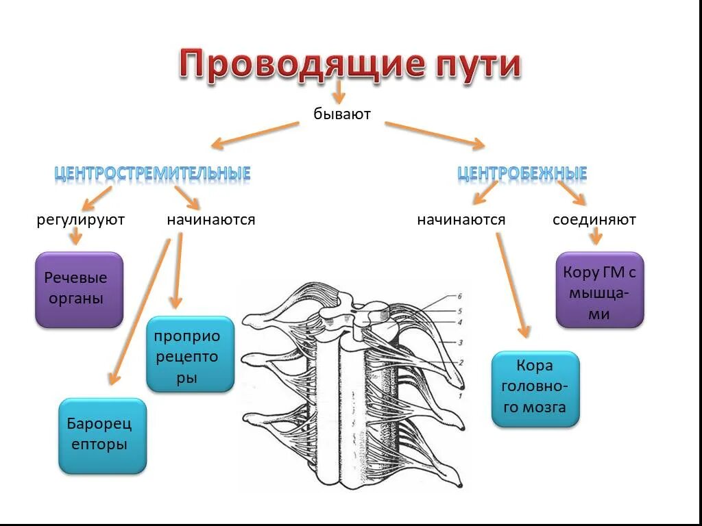 Проводящие пути центрального речевого аппарата. Центральный и периферический речевой аппарат схема. Проводящие нервные пути. Структура и функции речевого аппарата.