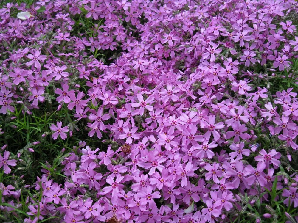 Флокс шиловидный. Флокс шиловидный (Phlox subulata `Atropurpurea`). Флокс шиловидный (Phlox subulata). Флокс шиловидный Benita.