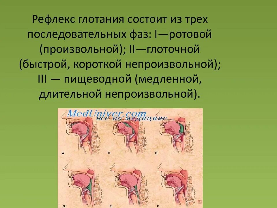 Глотательный рефлекс. Рефлекс глотания схема. Механизм глотательного рефлекса. Нарушение глоточного рефлекса.