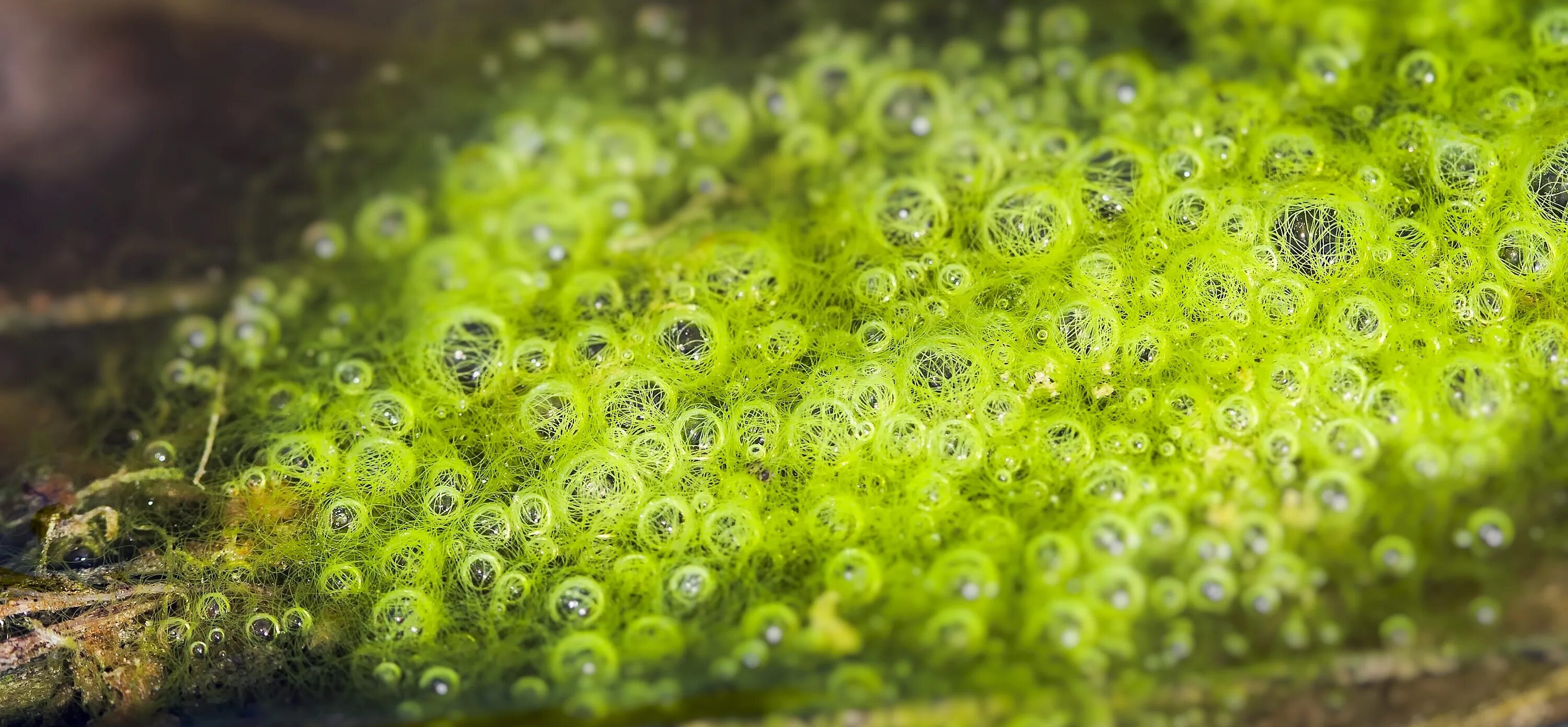 Водные растения пузырьки. Вольвокс кладофора. Вольвокс водоросль. Зеленые водоросли Chlorophyta. Одноклеточные водоросли фототрофы.