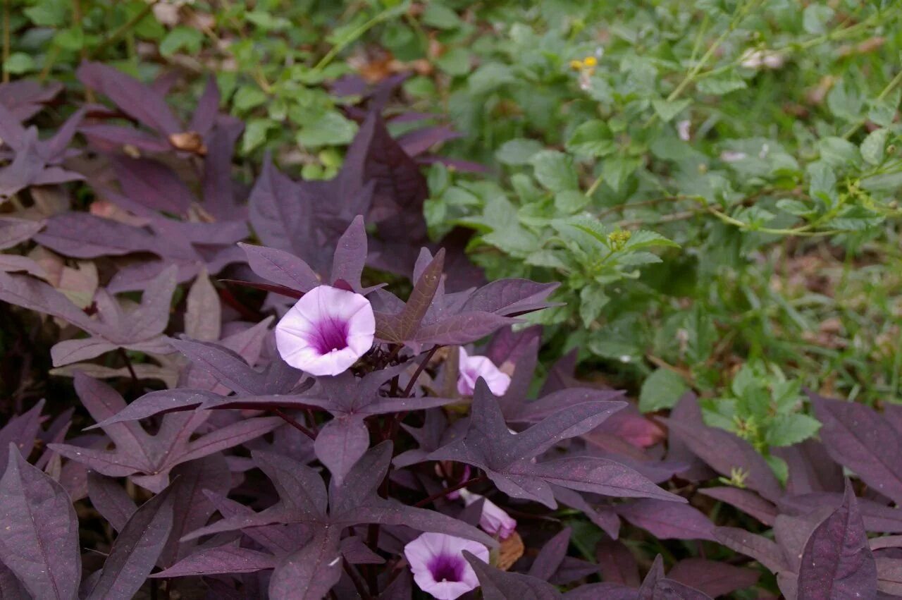Ипомея бататная. Ипомея floramia black. Ипомея ампельная плющевидная. Ипомея батат ампельная. Растение ипомея батат.