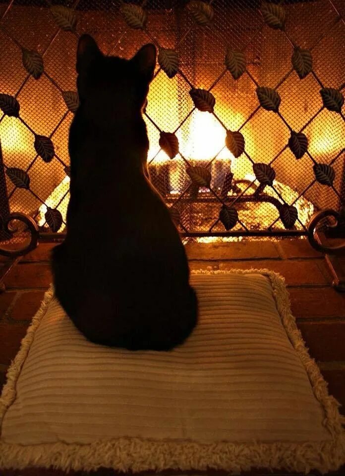 Добрый вечер с котами. Уютные коты. Уютный вечер с кошкой. Кот у камина. Уютный котик.