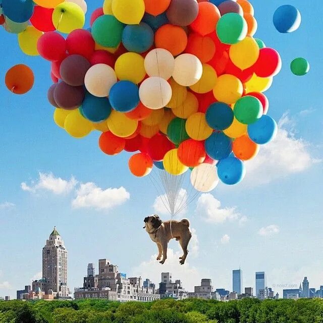 Собака в шаре. Собака на воздушном шаре. Воздушные шары собаки. Воздушный шарик. Собака с воздушными шарами.