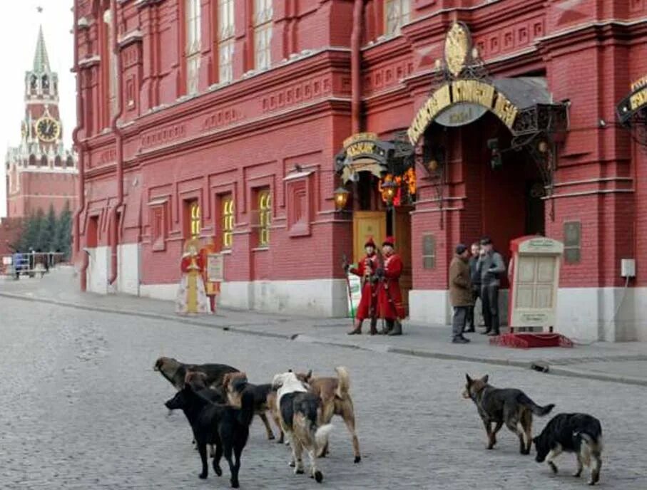 Храм василия блаженного в снегу. Можно ли с собакой на красную площадь. Можно ли с собакой на красную площадь. Медведь и кремль. Можно ли с собакой на красную площадь.