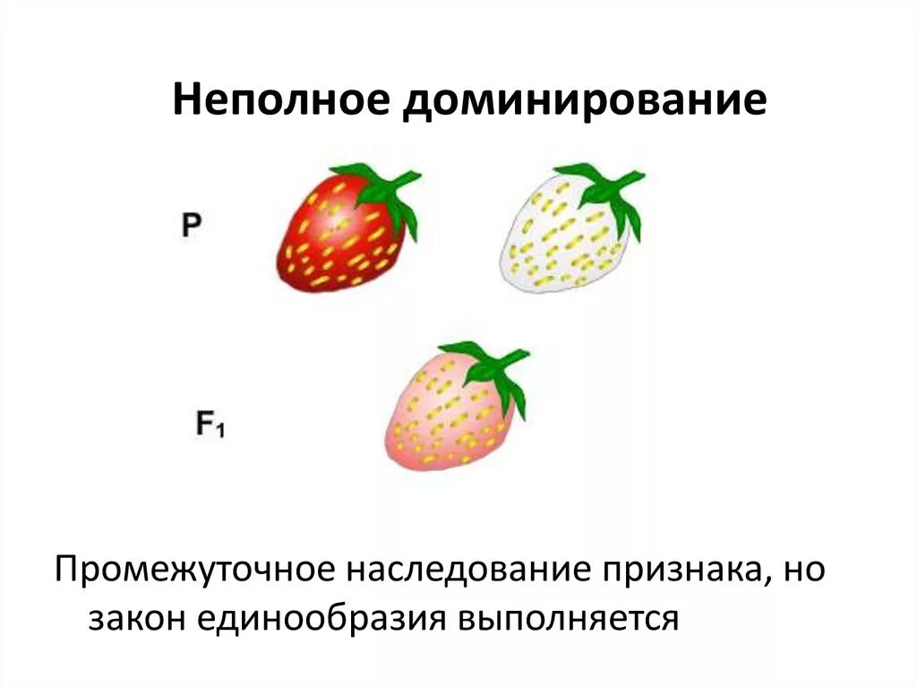 Неполное наследование признаков. Промежуточное наследование признаков при неполном доминировании. Не подное доминирование. Неполное доминирование.