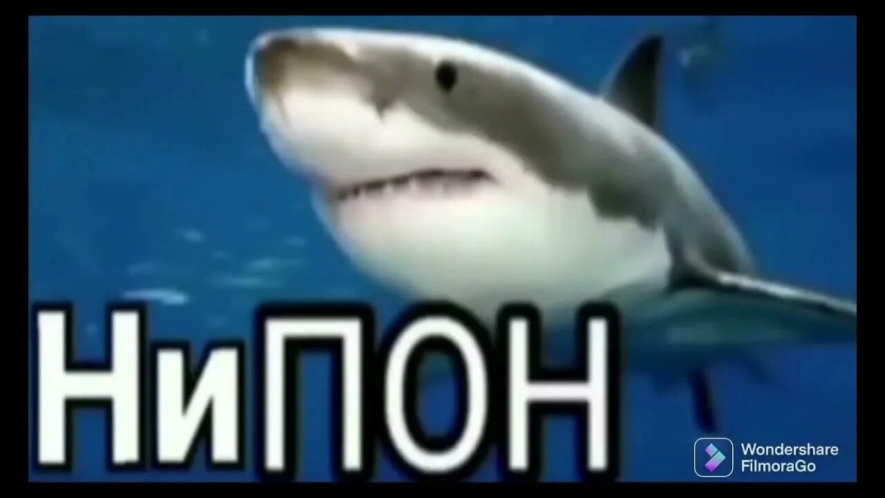 Пон Мем с акулой. Акула Мем. Мемы про акул. Ниппон акула.