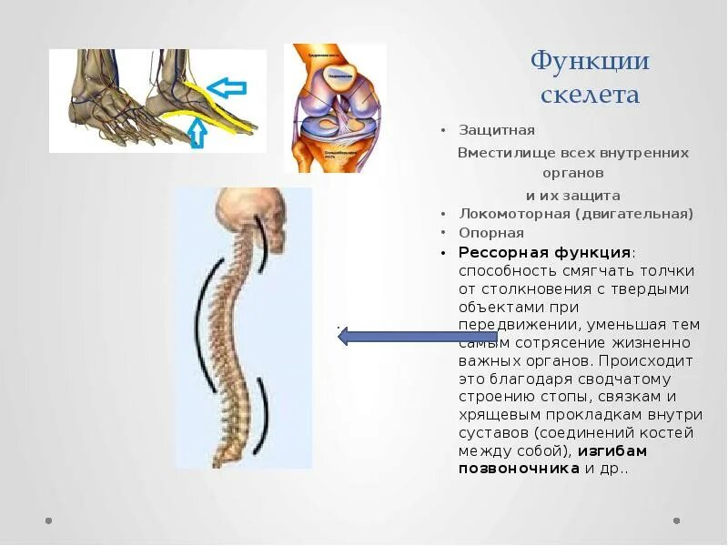 3 какую основную функцию выполняет кость