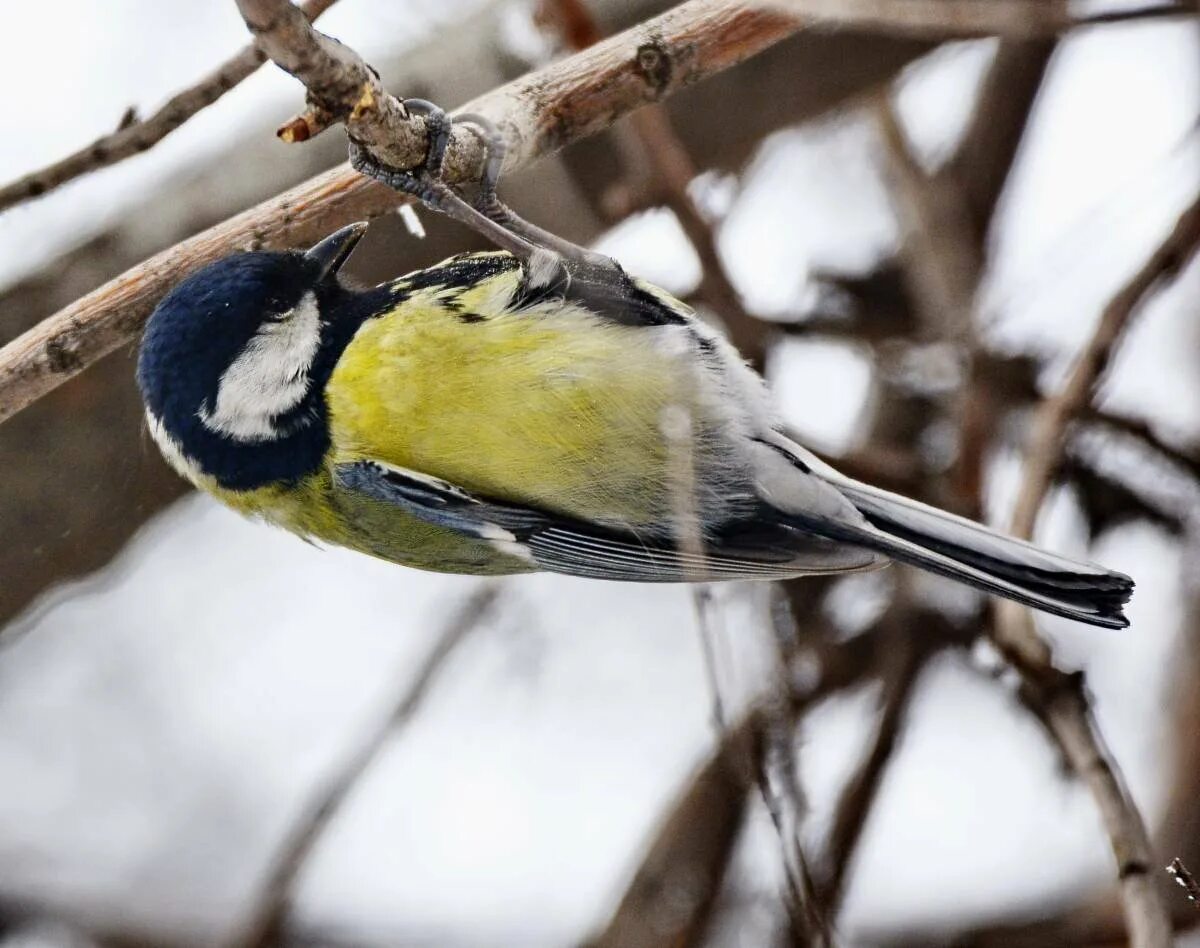 Синица Parus Major. Большая синица синицы. Большая синица и синица лазоревка. Синичка лазоревка. Синички видео