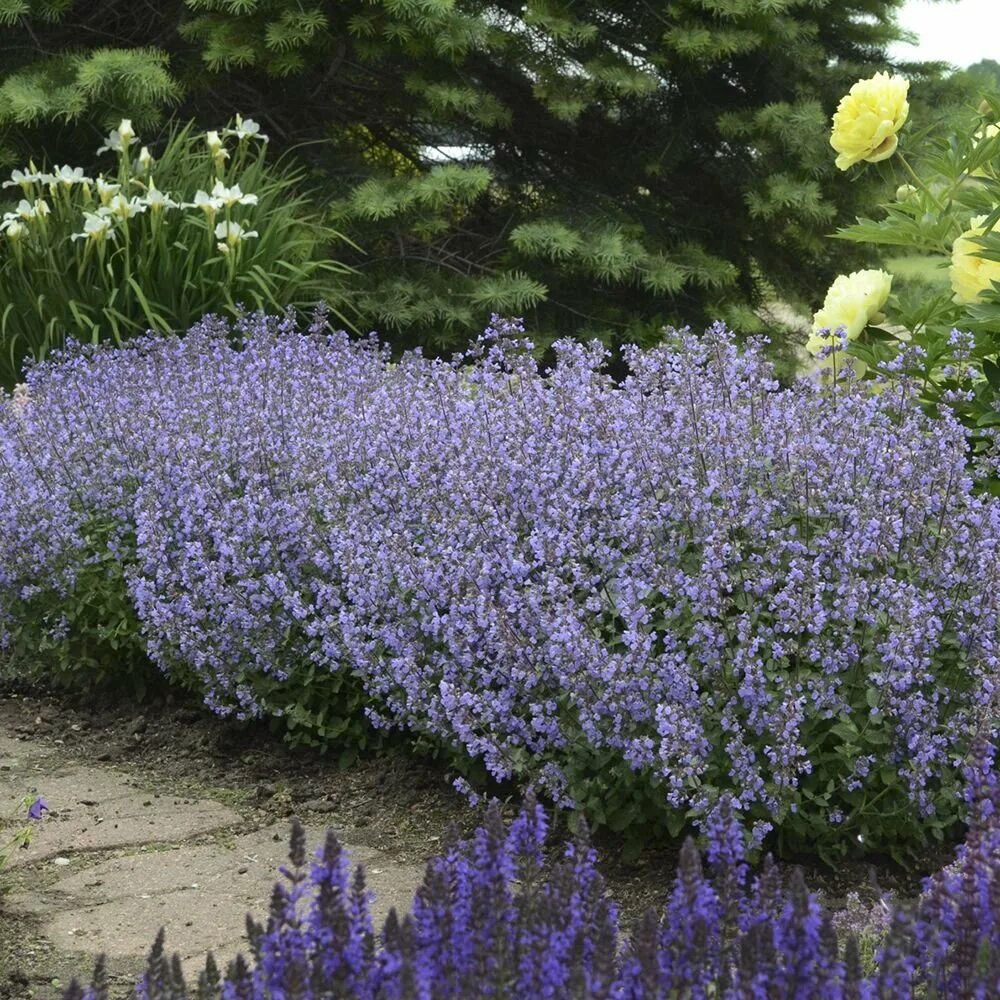 Как размножить котовник фассена. Котовник фассена blue wonder. котовник фассена (nepeta faassenii). котовник фассена (nepeta faassenii `kit cat`). котовник фассена (nepeta faassenii `blue wonder`).
