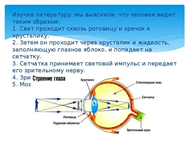 Фокусировка лучей света на внутренней поверхности глазного. Строение глаза прохождение света. Последовательность прохождения света в глазном яблоке. Последовательность прохождения светового луча. Свет попадает на сетчатку глаза проходит через.