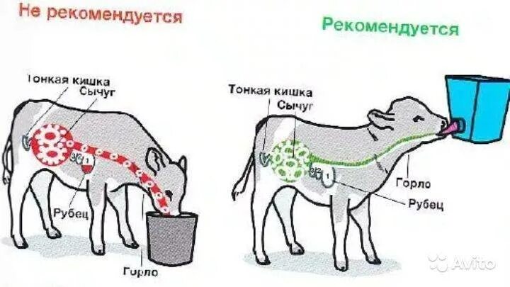 Сколько раз поить теленка. Схема выпойки телят молоком. Правильная выпойка телят. Схема выпаивания телят. Схема выпойки телят.