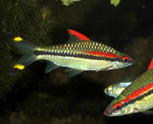 Барбус ул пушкина 59 фото Fresh Water Fishes World Flickr