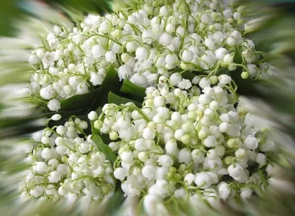 Букет ландышей. Цветы ландыши. Ландыши фото. Ландыши флешмоб. Красивый букет ландышей.