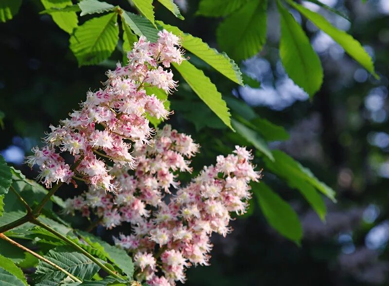соцветие каштана. как пахнет цветущий каштан. запах каштана.