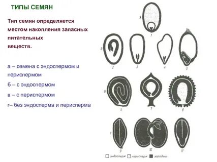 Разновидности семян