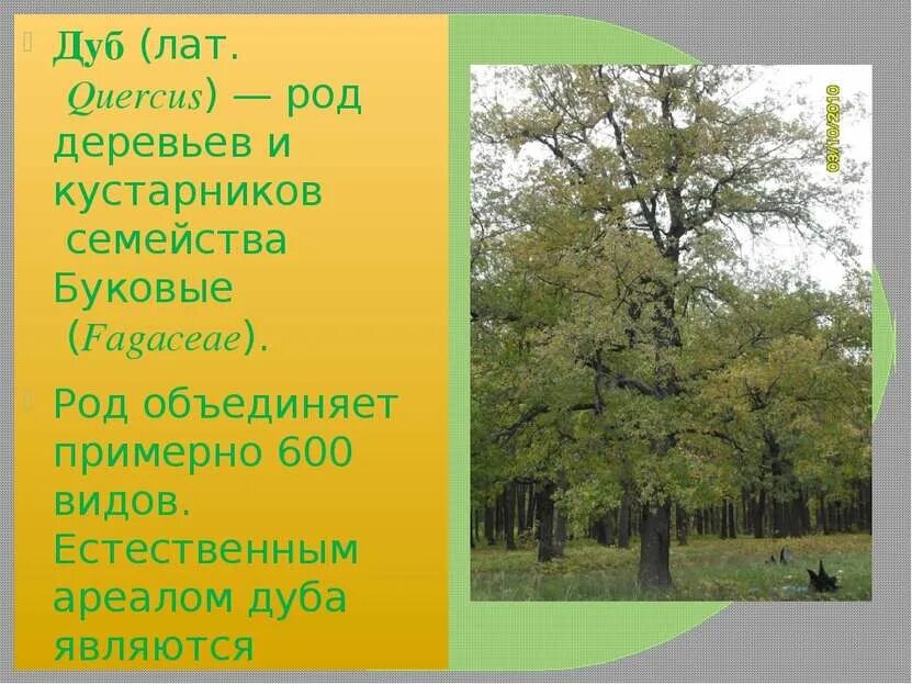 Семейства и роды деревьев. Семейство буковые дуб. дуб семейство род вид. дуб для презентации. дуб род деревьев.