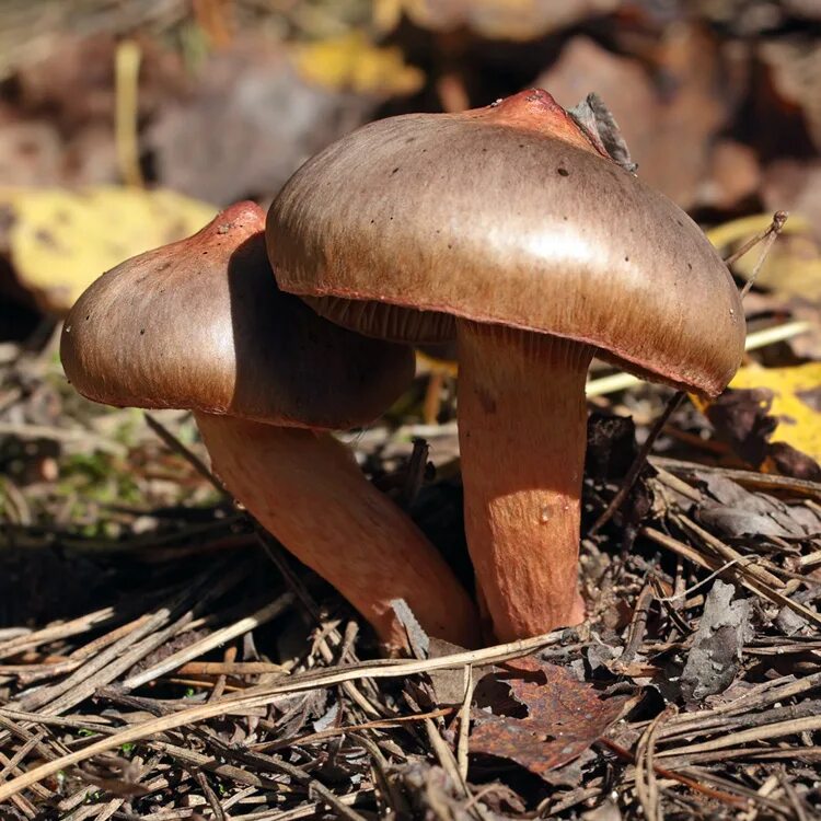 мокруха сосновая пурпуровая. мокруха сосновая пурпуровая. мокруха желтоножковая грибы. мокруха пурпуровая. мокруха сосновая пурпуровая.