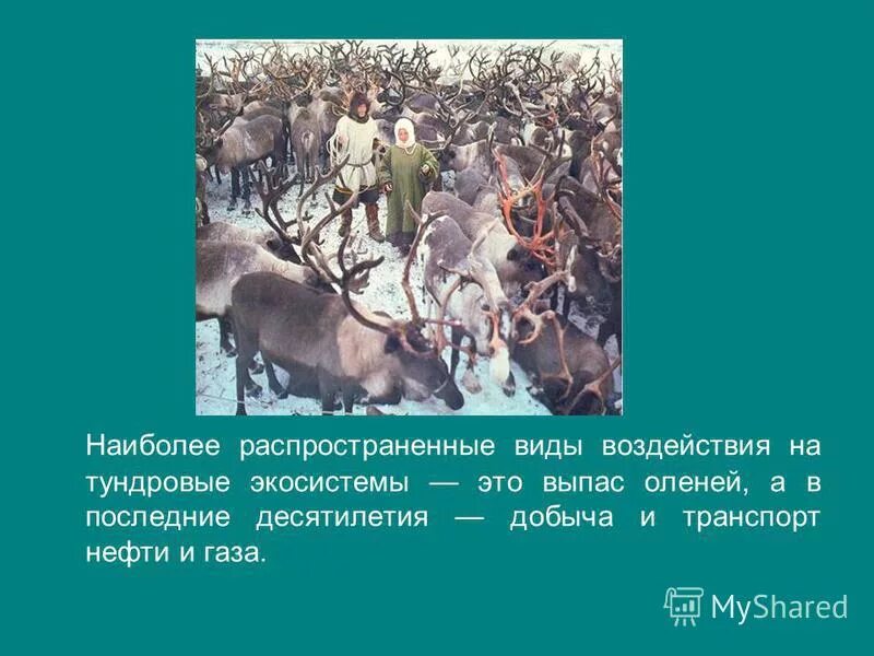 Влияние детелност челомвка в тундра. Деятельность человека в тундре. Влияние человека на тундру. Влияние человека на природу тундры. Природная зона тундра хозяйственная деятельность