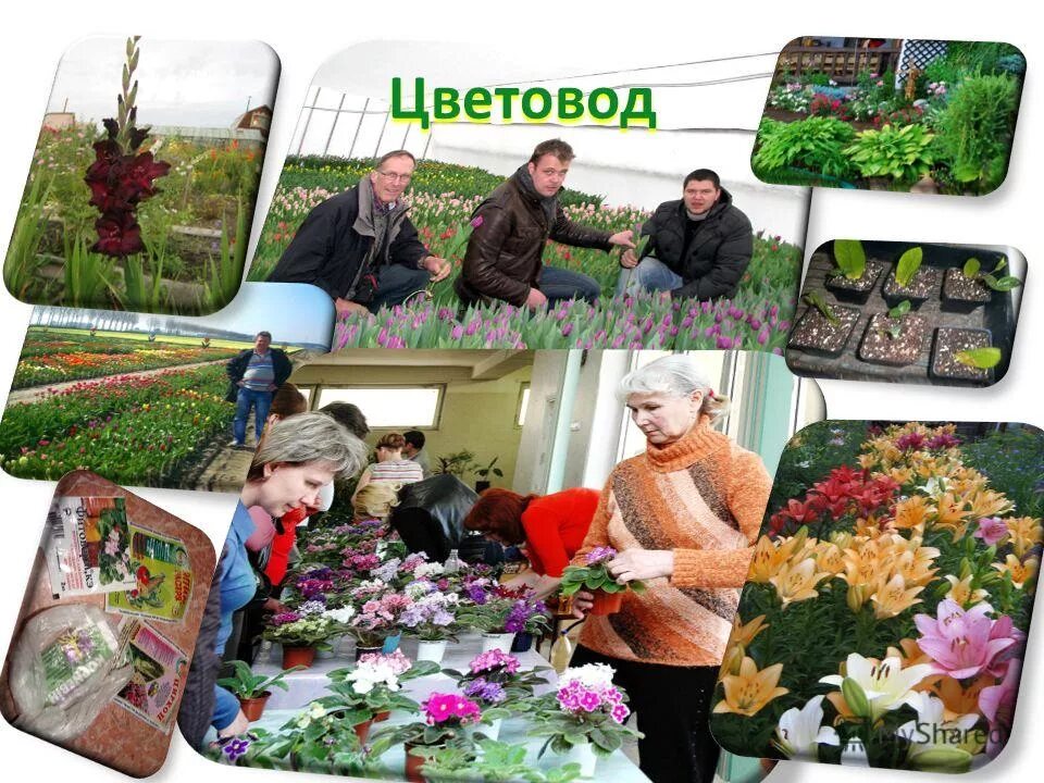 Цветовод орша. Профессия цветовод. агроном цветовод. профессии связанные с растениями. цветоводство для дошкольников.