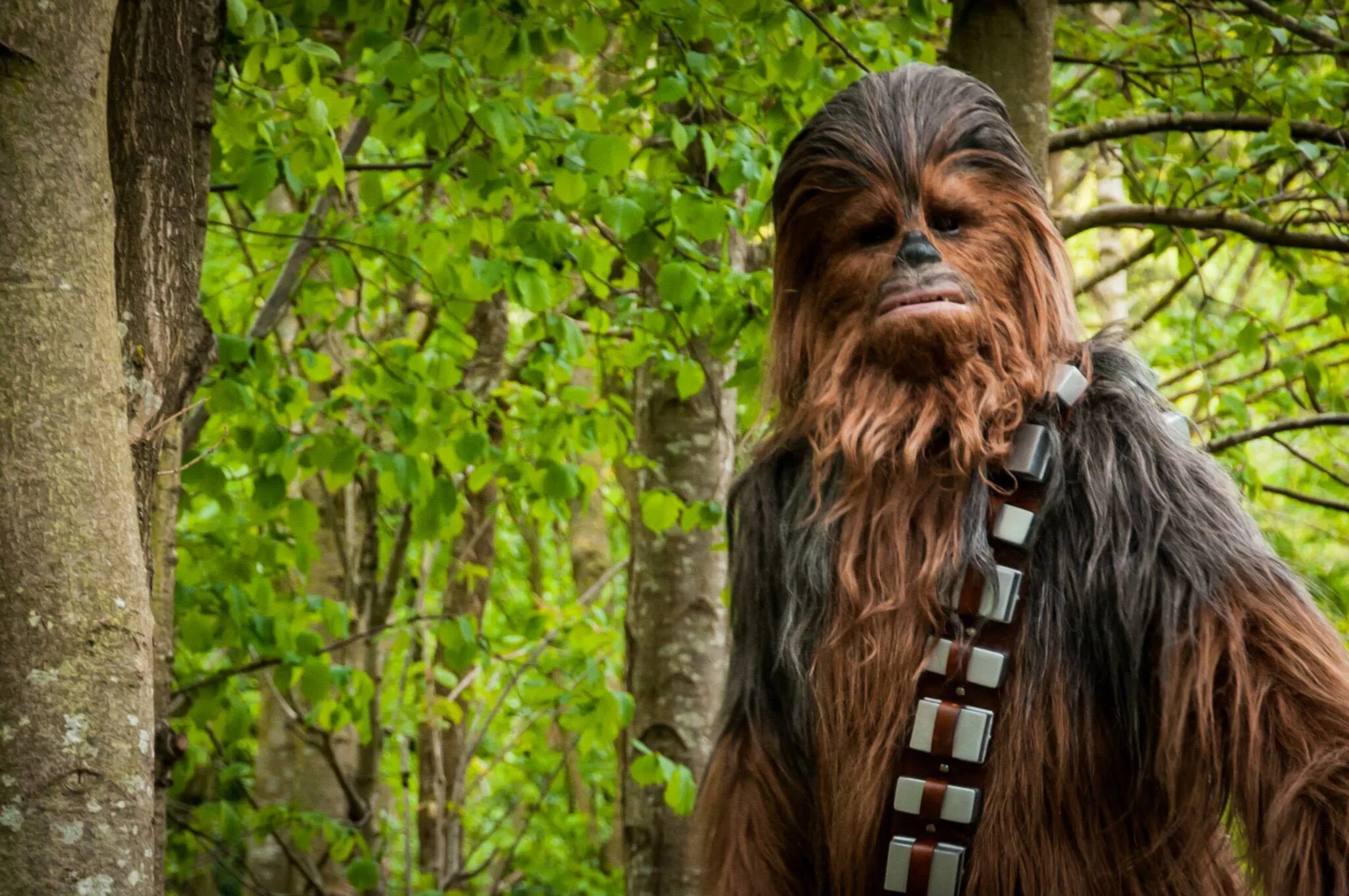 Звёздные войны войны чубакка. Звёздные войны чуюакка. Звёздные войны чуюакка. Чубака из звездных воинов. Звёздные войны войны чубакка.