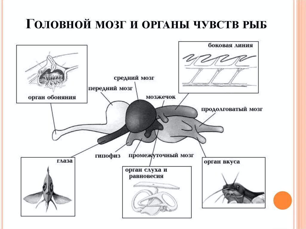 Эволюция нервной системы у позвоночных схема. Нервная система позвоночных схема. Нервная система позвоночных животных схема. Органы чувств рыб строение.