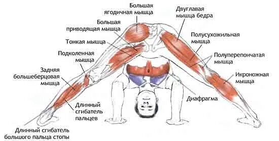 Прасарита-Падоттанасана анатомия. Растяжка мышц ног. Растяжка приводящих мышц бедра. Растянуть мышцы ног. Лк мышца