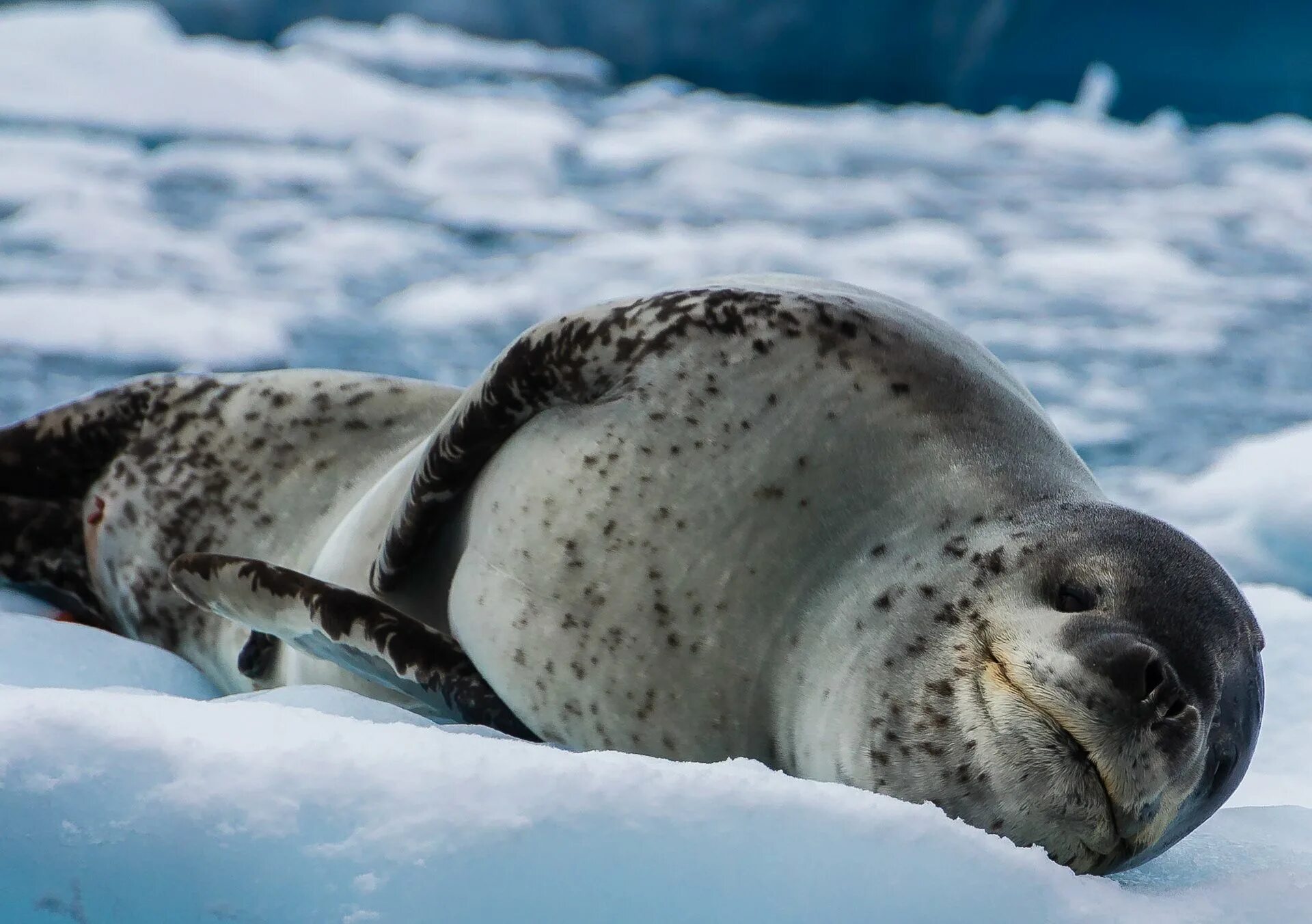 Фото морского леопарда. Морской леопард в Антарктиде. Тюлень крабоед в Антарктиде. Морской тюлень в Антарктиде. Кирсти Браун морской леопард.