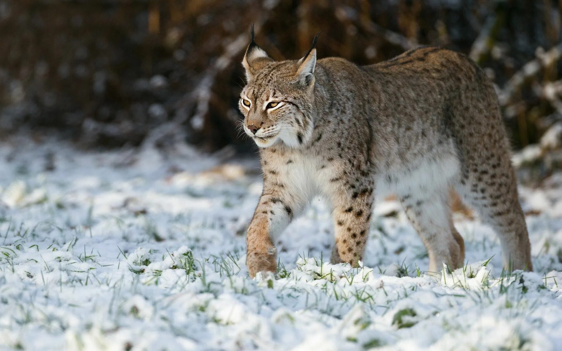 Короткая рысь 4. Рысь обыкновенная Lynx Lynx Linnaeus, 1758. Рысь Горная Шория. Обыкновенная Сибирская Рысь. Восточно Сибирская Рысь.