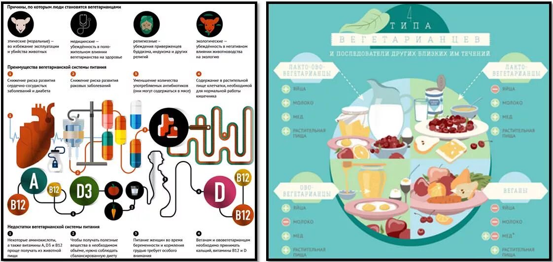 Вегетарианец есть ли яйца. Вегетарианство инфографика. Виды вегетарианства инфографика. Белки инфографика. Разновидности веганов.