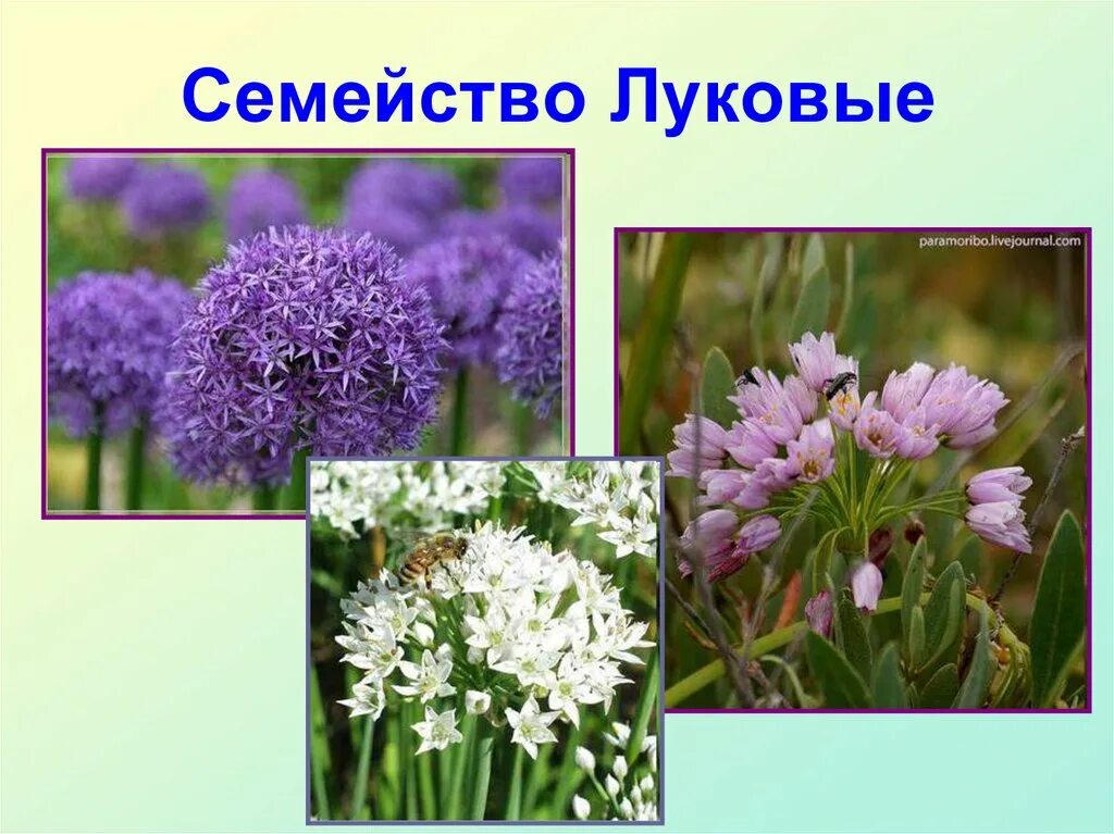 Представители луковых. Семейство луковые alliaceae. семейств покрытосеменных растений луковые. семейство луковые - alliaceae представители. семейство тукотуковые.