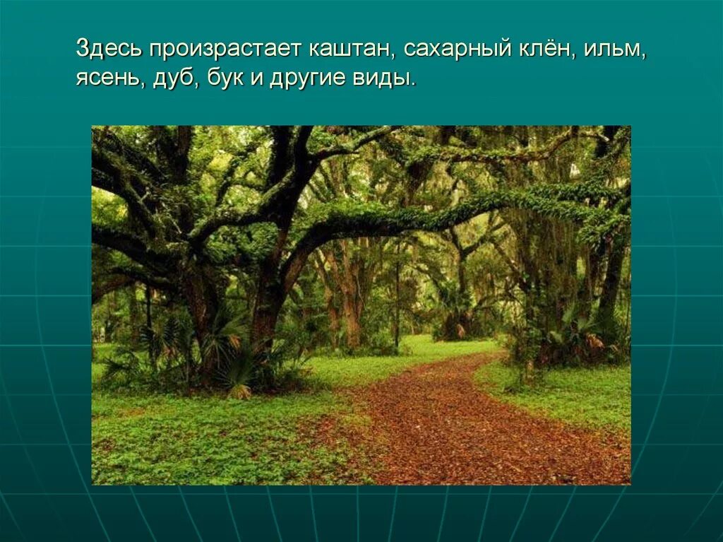 Бук какая природная зона. Дуб природная зона. Клен природная зона. Бук природная зона. Бук дерево.