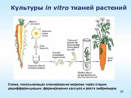 Схема морковь