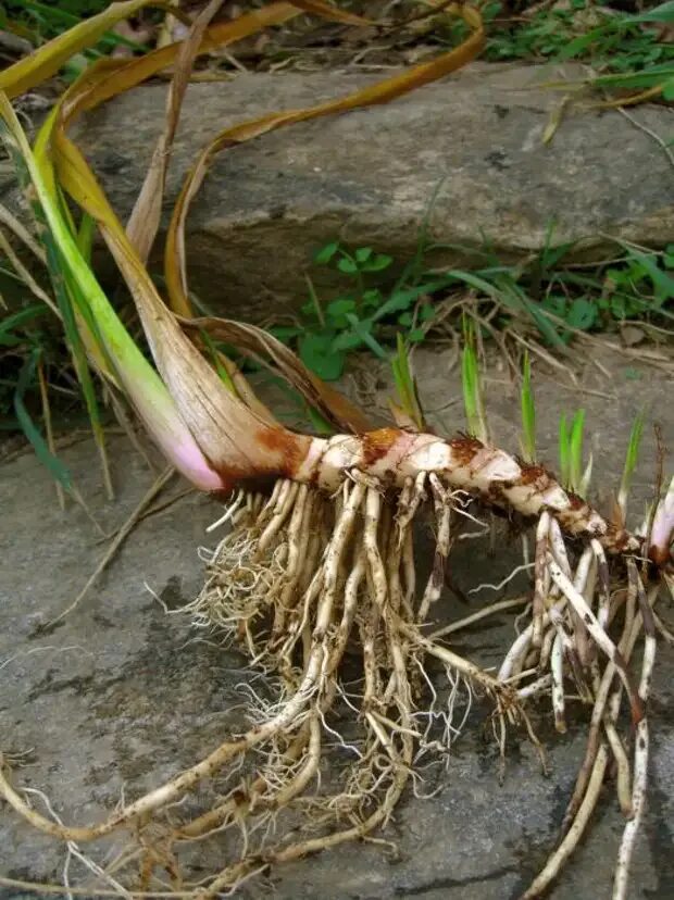 Пырей. Отвар травы пырея. Пырей ползучий всходы. Elytrigia repens (l. Пырей фото.