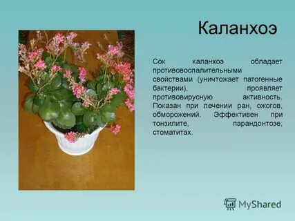 Описание цветка каланхоэ