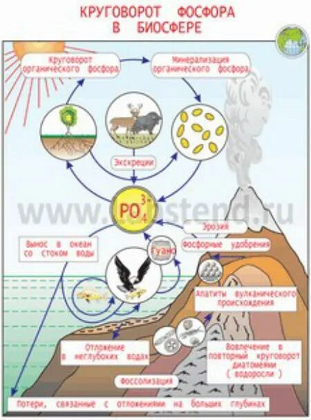 Фосфор в биосфере. Схема круговорота фосфора в природе схема. схема круговорота веществ фосфора. круговорот фосфора ( по п. дювиньо и м. тангу ). круговорот фосфора в биосфере.