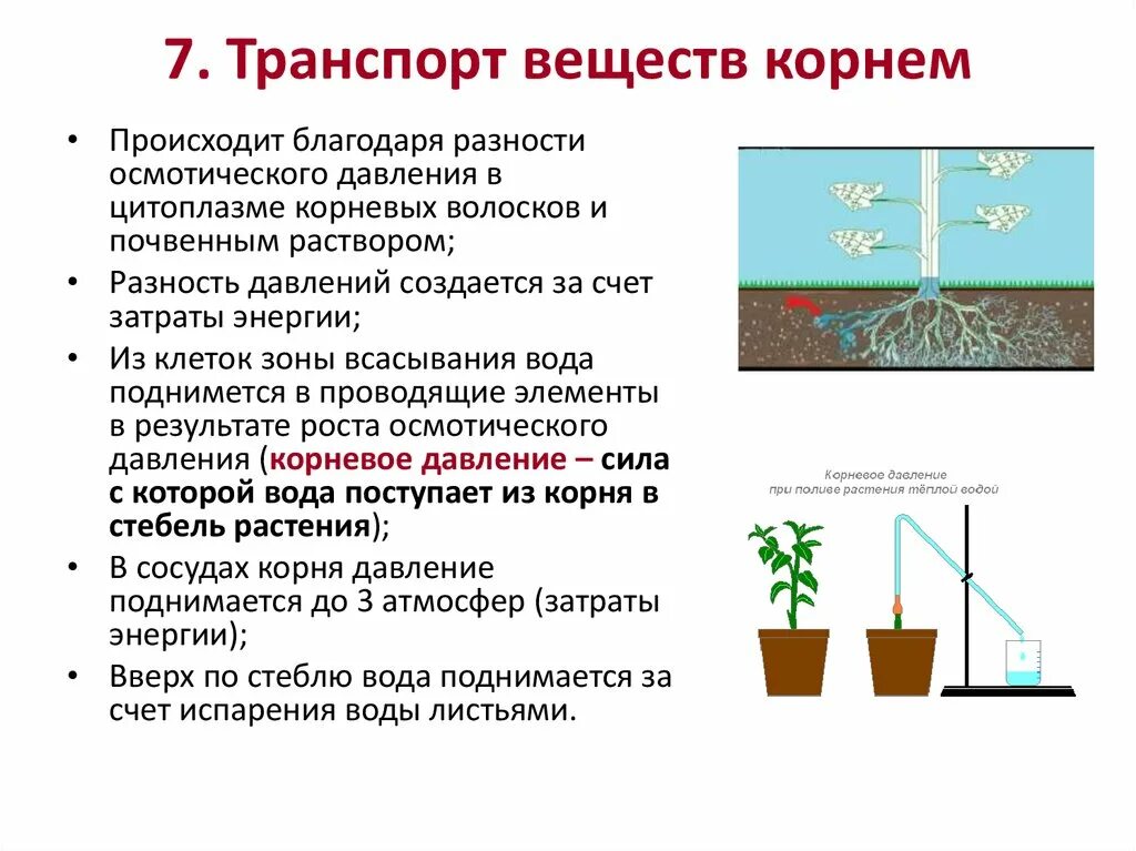 Верные утверждения о процессе корневого давления. Корнеывое давлениеопыт. процесс корневого давления у растений. что такое корневое давление кратко. опыт корневого давления растений.