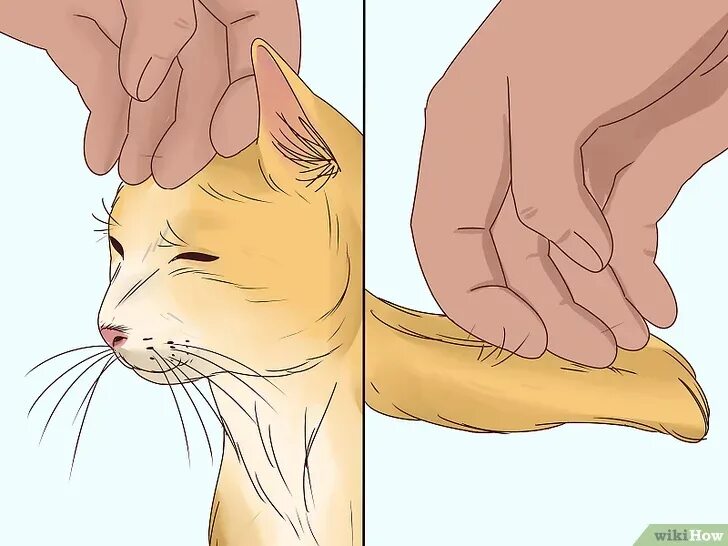 Гладить кота против шерсти. Кот ласкается об руку. гладит кота рисунок. рука гладит кота рисунок. гладить кошку рисунок.