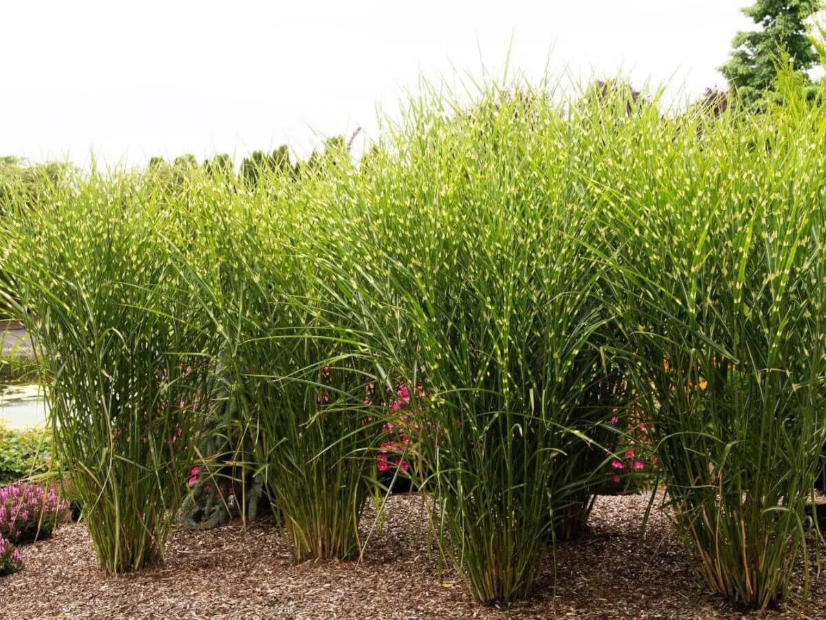 Miscanthus sinensis 'Zebrinus', SIlver Grass 'Zebrinus' - uploaded by @Missy8196