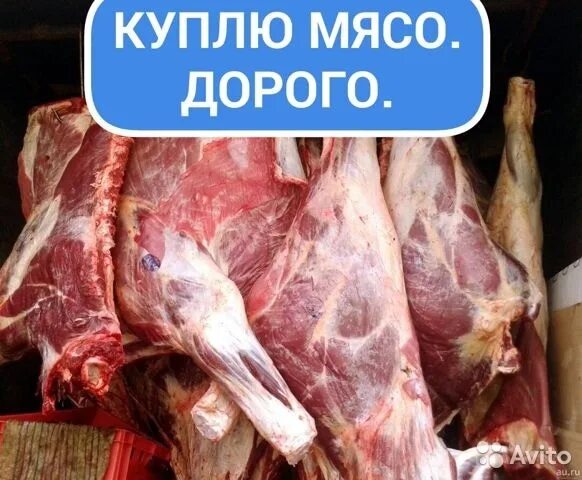 Куплю мясо живой вес. Объявление о продаже мяса. Объявления мясо. Закупаем мясо объявления.